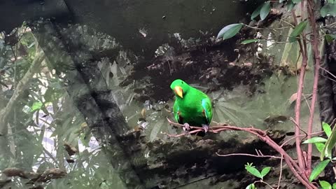 red parrots