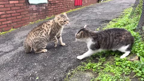 Two cats fighting and belting out high-pitched singing