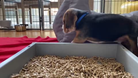 Cute and Funny BEAGLE PUPPY