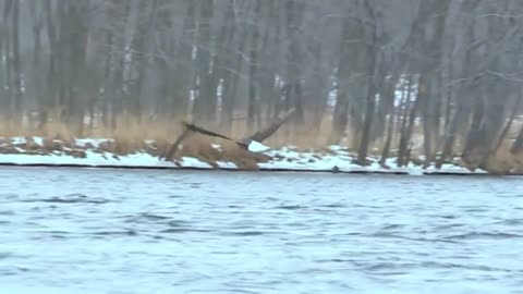 The Eagle Dies While Hunting Octopus In The Ocean