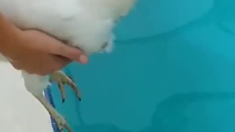 how chicken Swim