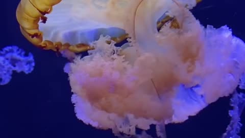 Jelly fish