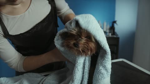 Stubborn Husky throws hilarious temper tantrum after bath