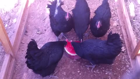 Chickens Love Watermelon. A Hot Weather Treat!