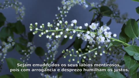 SALMOS 31