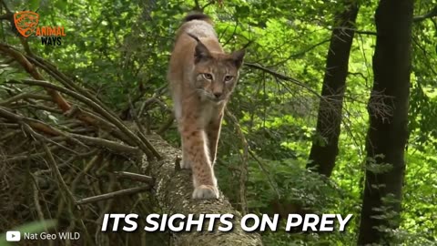 THE EURASIAN LYNX - Europe's BIGGEST Predator