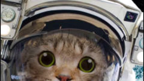 Animals that went to space