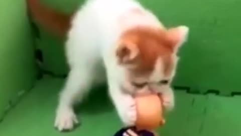 Cute Cat video