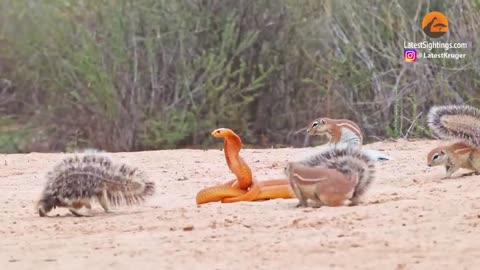 1cobra versus 7 squirrels and a mongoo se