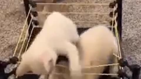 Cute dogs video