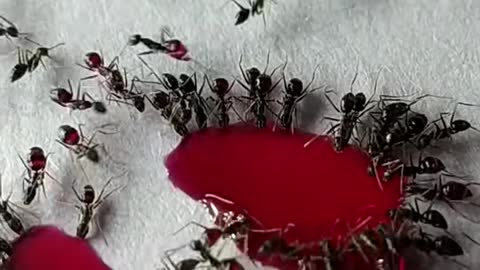 ants vs liquid