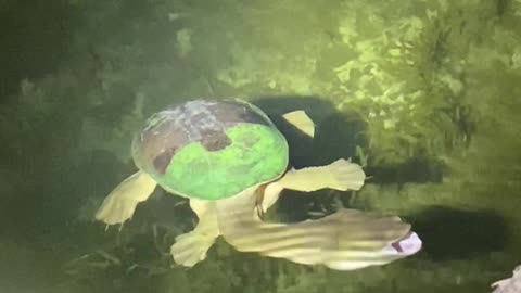 Spotting a Long Necked Turtle Swimming at Night