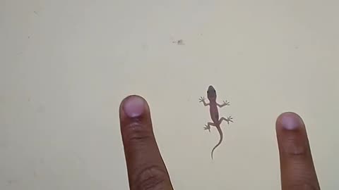 Micro mini baby lizard