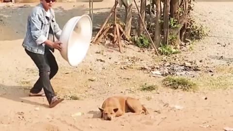 Troll Prank Dog Funny & fake Lion and Fake Tiger Prank To dog & Huge Box Prank to dog