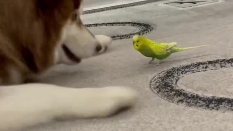 Diesel the Husky and Gosha the Parrot are Best Friends