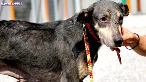 THE SERIOUSLY ILL MONGREL WAS TERRIFIED! THIS PETRIFIED DOG DIDN'T THINK ANYONE WOULD LOVE HER