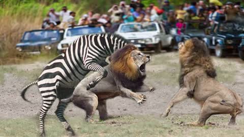 OMG! Wild animals in the classic counter attack lion VS water buffalo, rhinos, hippos, zebra