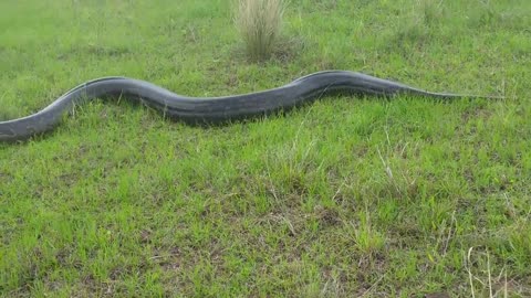 Massive Python spotted in Ballito