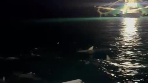 Shark Frenzy Off Key West