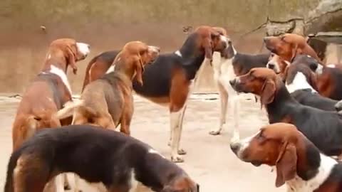 Cheverny Royal Hounds of France