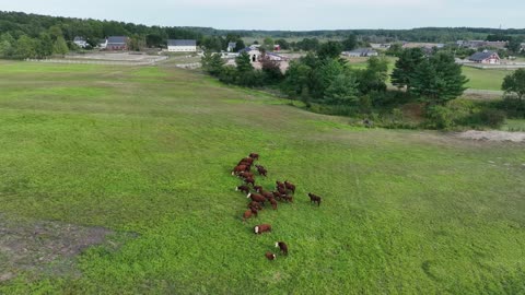 animals in the park