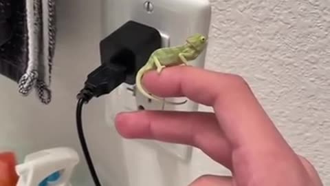 Baby Chameleons Help Owner Eliminate Fruit Flies