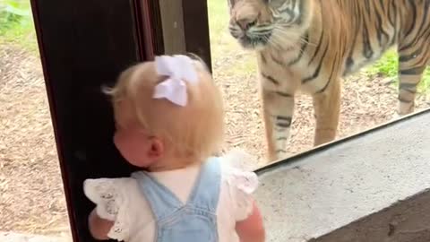 A tiger tried to eat mybaby