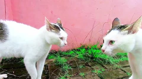 Cats Fighting and Meowing - These two are still bloody brothers