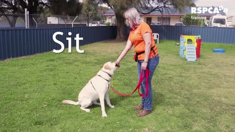 Free Dog Training Series lesson -1: how to teach your Dog to sit and dropsit