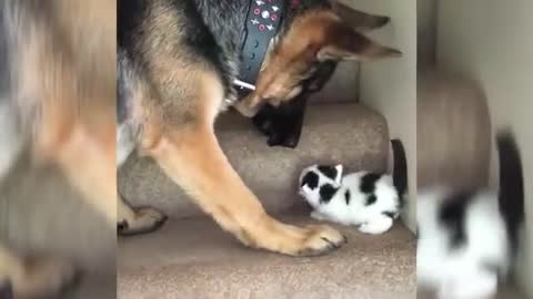 Dog carries kitten up the stairs