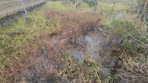 TEXAS LOUISIANA URBAN HUNTING