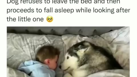 Cute Dog sleeping with kid