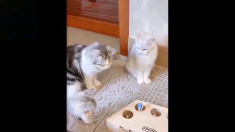 These Scaredy Cats Get Jumpy Playing With Their Toy - Super Funny!!