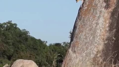 Jump... watch this Klipspringer (Rockjumper) jump