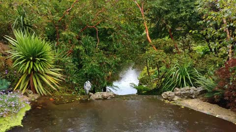 Heron Rain Bird Park Stream Nature Wildlife