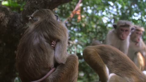 Monkey Love: A Heartwarming Tale of Motherhood and Bonding