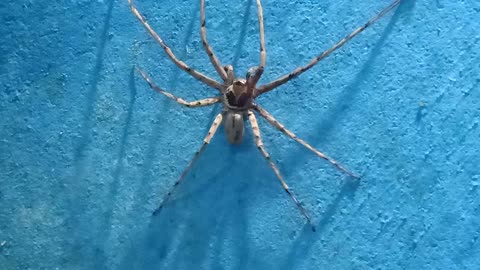 Assam special spider.