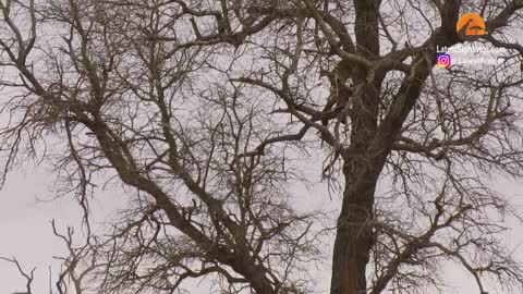 Leopard Risks it All at Extreme Height to Raid Eagle's Nest