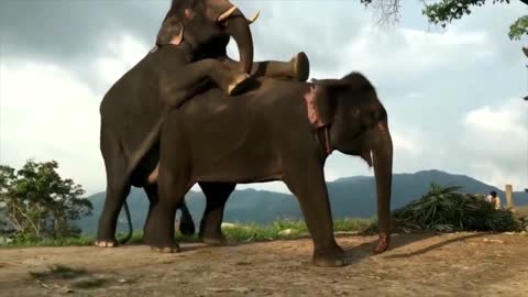 Elephant mating