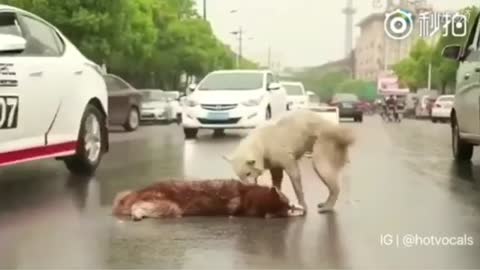 These Dogs are crying because their Bestfriend Died 😭💔