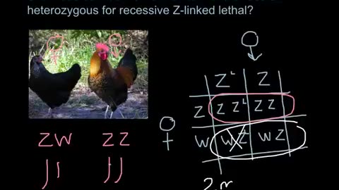 X-linked lethal gene cross