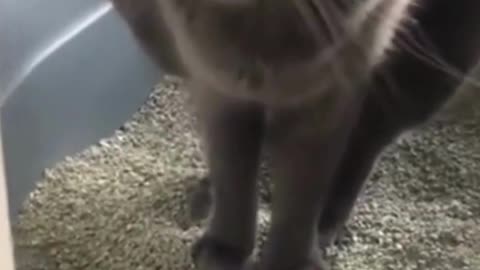 Hilarious Cat Antics Compilation: Cloth Dragging, Funny Faces, and More!