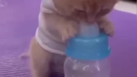 My Baby Cat is Drinking Milk| So Cute|