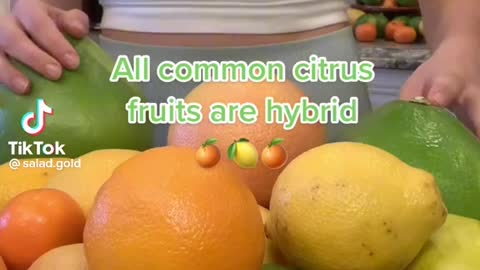 Common citrus fruit for you