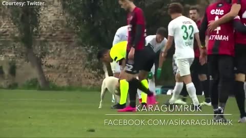 How a dog brought a football match to a halt