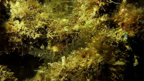 A Shrimp Camouflaging Over Sea Sponge Weeds