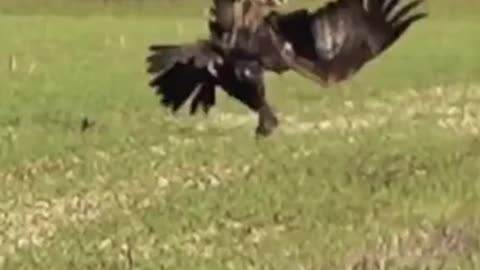 Hare dodges attack from an Eagle