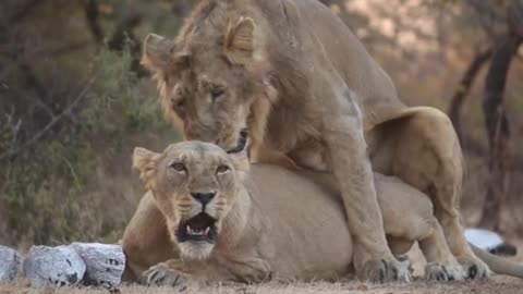 Lioness Got Wild Scaring Off A Lion At Gir National park