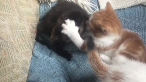 Sweet Lil' Kitten Fight