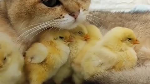 "Unlikely Friends: A Cat's Loyalty to Little Birds"